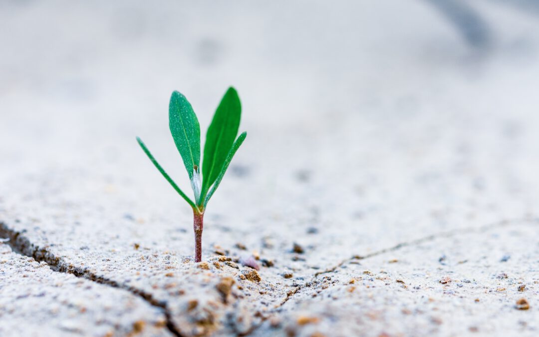 Tagesveranstaltung zu den Themen Nachhaltigkeit, Migration und Communityübergreifendes Zusammenleben