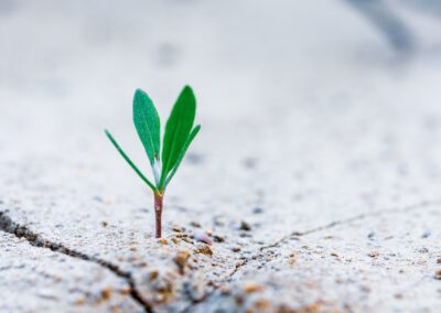 Tagesveranstaltung zu den Themen Nachhaltigkeit, Migration und Communityübergreifendes Zusammenleben